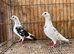 TIGER GRIZZLE RACING PIGEONS
