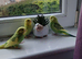 Beautiful baby budgies