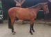 Super smart Irish Sports Horse Gelding 8