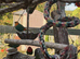 Parrot Finches (sea green & red throat)