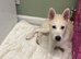White 5 months old Male White Siberian/Malamute lovely Boy