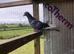 Racing pigeons for sale