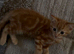 1 male ginger kitten left
