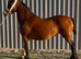 Joanie , needs educational home