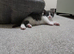Stunning Grey and White Kitten