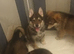 Wolfdog/husky hybrid Cross german shepherd