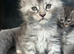 Maine Coon Kittens due to time wasters