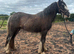 Yearling gelding