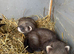 Ferret hobs available