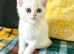 Rare Copper Silver British Shorthair Male