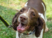 Multiple rescue spaniels looking for their forever homes