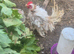 Frizzle rooster