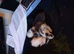 Litter of 5 lops mixed lion head lops