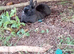 Netherland dwarfs for sale