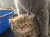 Stunning British Girl Kitten