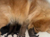 Pomeranian puppies