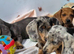 Beautiful dachshunds 3 left