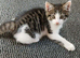 Beautiful Female Kitten.