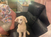 5 toy poodle puppy’s 3 boys 2 girls