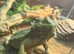 Baby bearded dragons