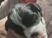 Shihpoo puppies