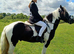 14.1hh Piebald cob 5 years