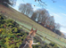 German shepherd x husky
