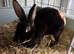 Mini Rex breeding doe/pair