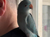 Male Blue Ringneck
