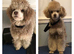 F1BB Cavapoos ready now 1 girl 2 boys