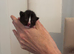 5 beautiful kittens for sale
