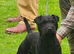 Lakeland dog looking for home