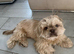 Beautiful lavender imperial shihtzu