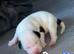 American bulldog XStaffy