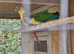 Green cheek conures