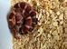 Het palmetto baby corn snakes