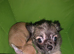 Quality KC Registered puppies