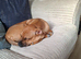 6.5 month old mastiff x