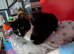 Maine coon x black and white kittens