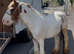 Red and white ride and drive cob colt 12hh