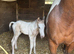 Stunning Irish sports horse X warmblood foal