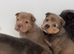 Stunning tan point bear coat sharpei&rsquo;s