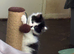 Male kitten for sale