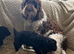 Cockapoo puppy