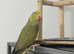 Indian Ringneck Rare Colour 6 Months Old