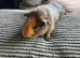 New home for cocoa and peanut