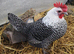 Silver Campine fertile eggs