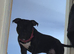 Rocco staff x cane corso 2 years old collection cullompton only