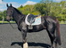 Black beauty / fantastic hacker ( has been seen to windsuck) controlled with a collar