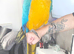 Blue and gold macaw